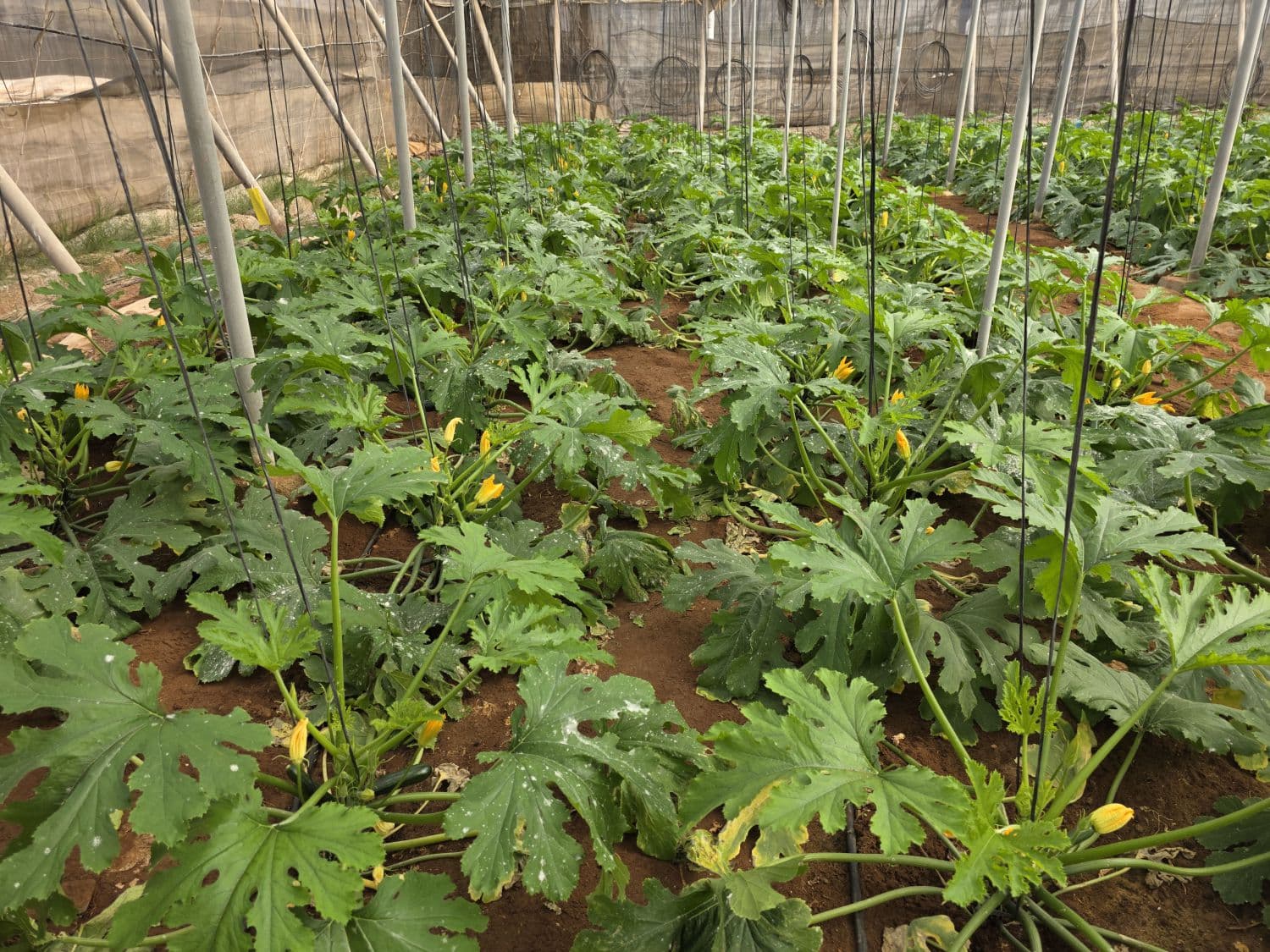 Venta Finca Rústica en Cabo de Gata, Níjar 4